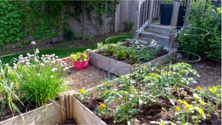 Raised beds in a small garden. One raised bed is filled with flowering chives and other alliums, one filled supported tomato vines and marigolds.